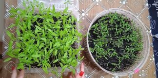 Городники назвали причини скручування верхівок у томатів