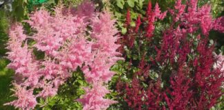 Садівники назвали найкращий сорт невибагливих квітів для ландшафтного дизайну