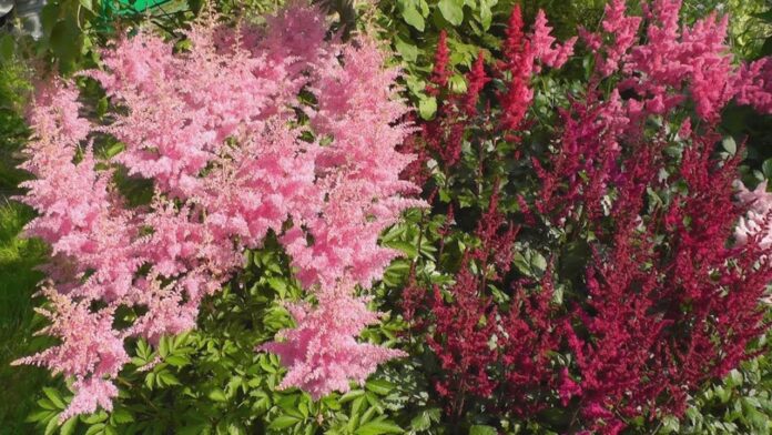 Садівники назвали найкращий сорт невибагливих квітів для ландшафтного дизайну