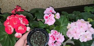 Садівники назвали перевірений засіб від білої плісняві в горщиках герані