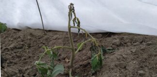 Городники показали цікавий та дієвий трюк з городом у заморозки