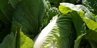 Експерти назвали різні види капусти для городу