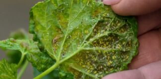 Садівники назвали перевірений засіб від листової попелиці