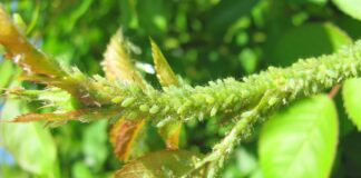 Садівники назвали найефективніший засіб від попелиці