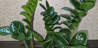 Флористи розповіли, чим підживити заміокулькас для гарного росту