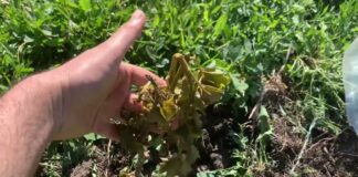 Експерти назвали методи, які допомагають реанімувати сад після підмерзання