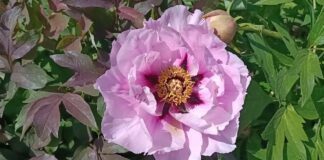 Садівники розповіли, як правильно підживлювати півонії у травні