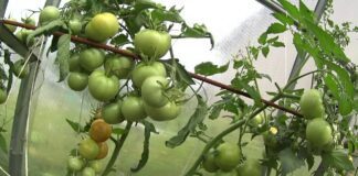 Садівники назвали найефективніший метод профілактики від фітофтори