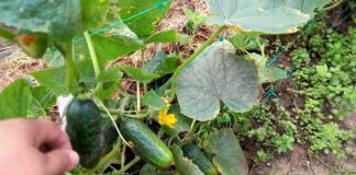 Садівники назвали найкращі сорти огірків 2024 року