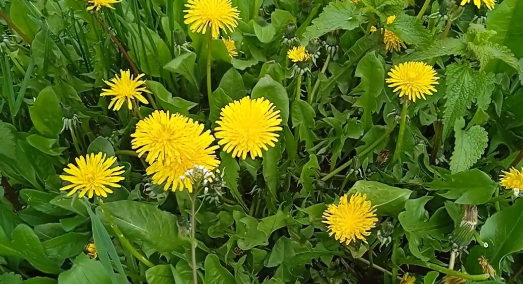 Бабусині способи використання кульбаб з користю для саду та городу: найцінніший бур’ян для вашої дачі 