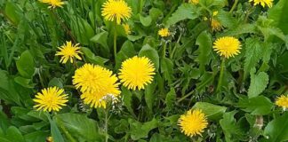 Секрети приготування добрива з бур'янів: перевірено городниками