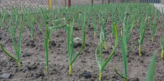 Городники розповіли, чим підживити часник для гарного врожаю