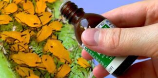 Садівники розповіли, чим вивести всіх городніх шкідників за один раз 