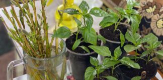 Городники назвали основні причини скручування листя у перців