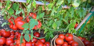 Городники назвали найкраще підживлення для томатів