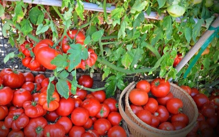 Саджаємо томати у відкритий ґрунт правильно: поради городників