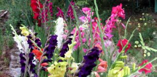 Садівники назвали головні правила з вирощування гладіолусів