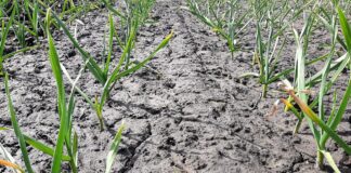 Експерти назвали дієві методи боротьби з пожовтінням пір'я в часнику