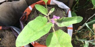 Городники розповіли, чим обробити рослини від павутинного кліща