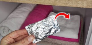 Експерти розповіли, як гвоздика допоможе вивести міль 