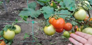 Садівники розповіли, чим підгодувати томати під час цвітіння для врожаю