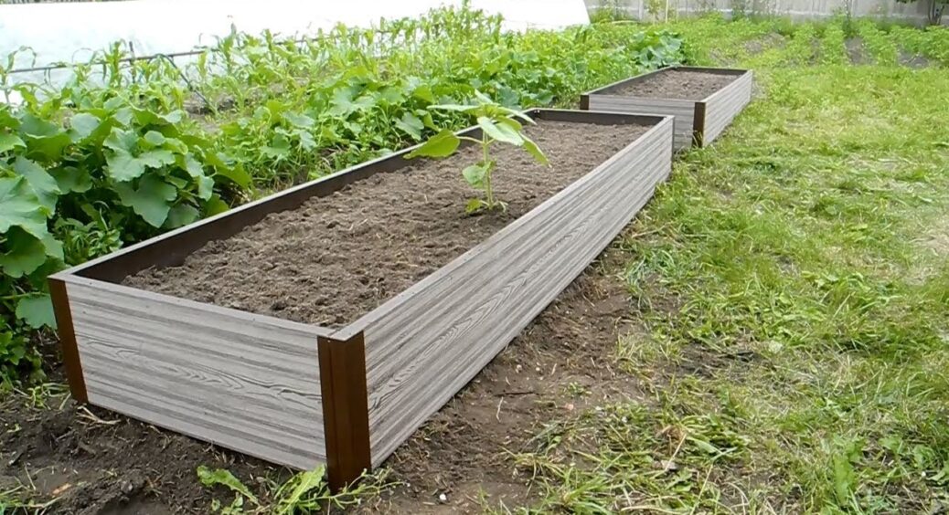 Як потрібно садити картоплю на занедбаній ділянці: є перевірений спосіб – дає гарний урожай і в таких умовах 