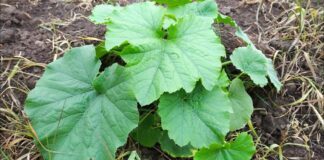 Порада експертів: як позбутися бур'янів назавжди на ділянці, газоні та на городі