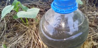 Садівник пояснив, як власноруч зробити безкоштовний крапельний полив на ділянці