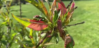 Експерти розповіли, які рослини заборонено садити восени