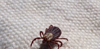 Як боротися з кліщами влітку одним прости засобом