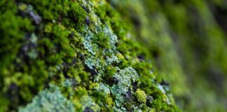 Експерти розповіли, що робити, якщо на газоні зʼявився мох 