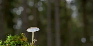 Садівник розповів, як швидко видалити мох з газону