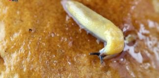 Як легко та екологічно позбутися слимаків: поради дачників