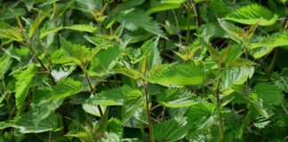 Городники пояснили, як використовувати кропиву 