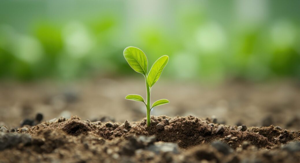 Чи можна посівом сидератів замінити причіп гною? Можна, ще й як: уся правда про недооцінене городнє добриво 