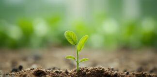 Як замінити гній на городі сидератами