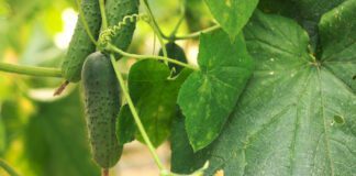 Експерти розповіли, чим найкраще підживлювати огірки на грядці
