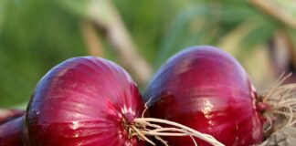 Яка різниця між видами цибулі: розповіла городниця