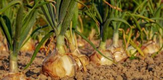 Які добрива шкодять цибулі