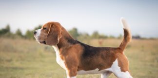 Яку породу собак треба обирати, якщо у сім'ї є діти 