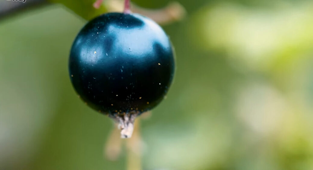 Всі викидають ці відходи, а дарма: закопую під кущ смородини і ягода пре, як скажена. Хоч бери і патентуй 