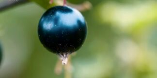 Експерти назвали ефективне та безкоштовне підживлення для смородини