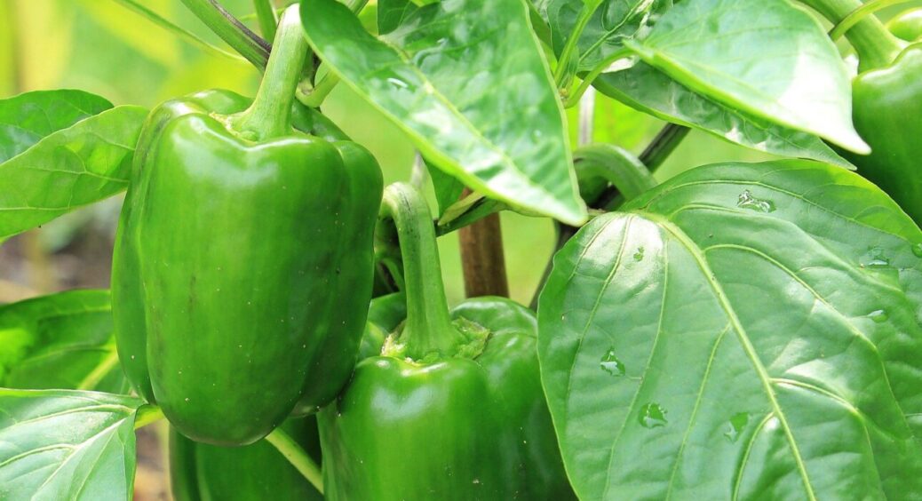 Мама каже: “Не заливайте перець водою щодня, краще додайте у воду це” – виросте великий і смачний 