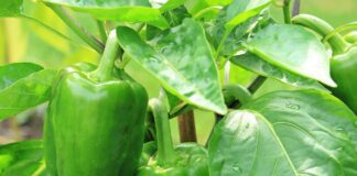 Кулінари назвали швидкий рецепт смачної кабачкової ікри