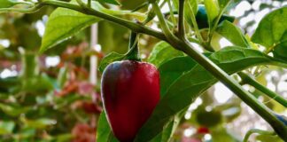 Українські експерти назвали унікальний сорт болгарського перцю