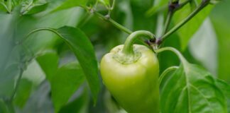 Як доглядати за перцем у червні