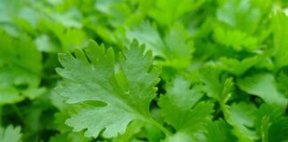 Експерти розповіли, як правильно сіяти петрушку на своїй грядці на городі – поради