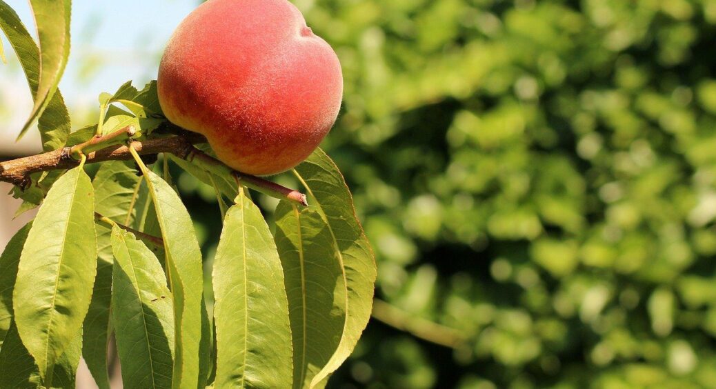 Не просто правила, а святе письмо для дачників: 6 порад, як підготувати персикові дерева до зимування в саду 