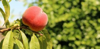 Садівники розповіли, як підготувати персикові дерева до зимування 