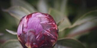 Що робити, якщо на півоніях зʼявилася пліснява 